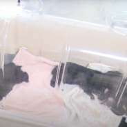 3 Newborn Bear Cubs Are Being Nursed Back To Health After Their Mom Died