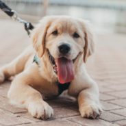 6 free tools for your animal welfare organization