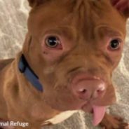 A Puppy Whose Teeth Were Pulled Out Gets Rescued and Finds a Loving Foster Home