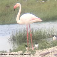 African Flamingo Who Escaped From Kansas Zoo Spotted on Texas Coast