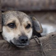 American Man Drops Everything To Help Rescue Animals In Ukraine