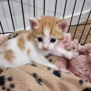 As Strong Floods Hit Australia, Rescued Kittens Fill Shelter