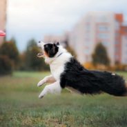 Australian Shepherd