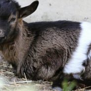 Baby Goat Thrives After Having Two Legs Amputated