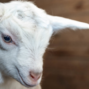 Baby Lamb Chats Away Just Minutes After Being Born