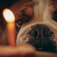 Baker Transforms Cake Into Realistic-Looking Bulldog