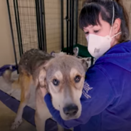 Bear The Dog Gets A Second Chance At Life