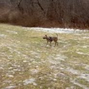 Blind Pit Bull Does Not Need Eyes to Find Happiness – Or a Ball!