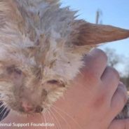 Blind Shelter Cat Survives Texas Tornado That Destroyed Jacksboro Animal Shelter