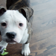 Boy Writes Heartfelt Notes To His Foster Dog’s New Family