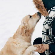 Can dogs recognize their person by voice alone?