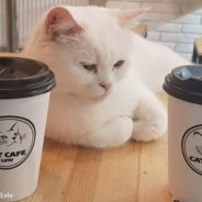 Cat Cafe In Ukraine Remains Open To Care For Cat Residents And Feed People