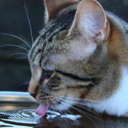 Cat Doesn’t Want A Bath So He Turns The Water Off Mid-Rinse