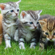 Cat Foster Mom Transforms Kittens Into USA Bobsled Team