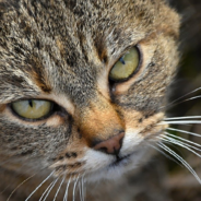 Cat Glares At Camera During Owner’s Zoom Calls