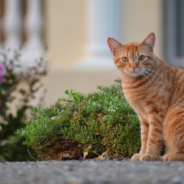 Cat Missing For 8 Years Shows Up At The Vet’s Office