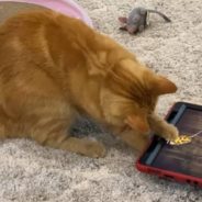 Cat Tries to Get Virtual Mouse on Tablet in Adorable Video