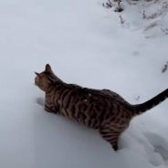 Cat Unsure What to Think As It Ventures Out Into the Snow for the First Time