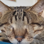 Cat Without Eyes Makes It Off The Streets And Into A Loving Forever Home