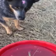 Cattle Dog Digs Trench To Help Owner ‘Herd’ Water Through The Yard