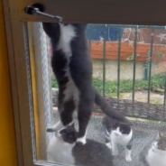 Cheeky Cat Learns How To Open The Door And Let His Feline Friends In