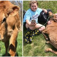 Cow Spared By Butcher For Being Too Small Is Adopted By Family & Thinks He’s A Puppy