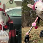 Disabled Lamb Gets Special Wheelchair to Help Her with Mobility