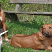 Dog Siblings Embrace Each Other In Sweet Hug