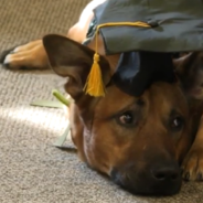 Dogs For Veterans Graduate Service Dog Training Inside Correctional Facility