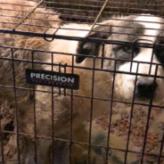 Dogs Locked In Cage For 6 Years Finally Get A Taste Of Freedom