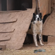 Dozens Of Dogs And Puppies Rescued From Neglectful Home In New Mexico