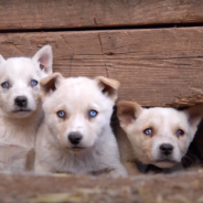 Dozens Of Dogs Rescued From Living Outside In Squalor In Freezing Temperatures