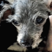 Elderly Dog Dumped Outside A Shelter Is Living Out Her Golden Days In Peace