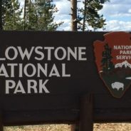 Father And Daughter See Elusive Wolverine On Their First Trip To Yellowstone National Park