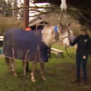 Firefighters and Good Samaritans Rescue 2,000 Pound Horse That Fell Into A Well