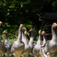 Foie Gras Production Demands A Horrific Life For Ducks And Geese