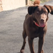 Foster Dog Conquers Fear Of Going Into The House