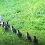 Friendly Neighbors Rescued Ducklings from a Drainage Grate for Worried Mama Duck