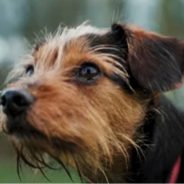 From Rescued to Rescuer: A Rescue Dog Did CPR on His Owner and Saved His Life