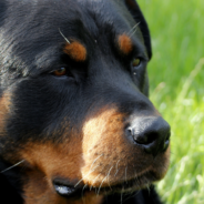 Gay Couple Adopt Dog That Was Abandoned For Being ‘Gay’