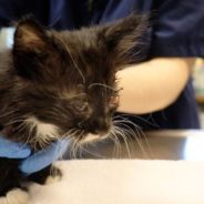 Good Samaritan Rescues Critically Ill Kittens, Shelter Works to Save Them