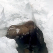 Group Of Snowmobilers Rescue A Moose Trapped Beneath The Ice Of A Frozen Creek