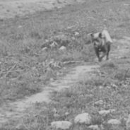 Hero Dogs of WWI