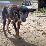 His Family Gave Up On Him, But Rescuers Gave Him A Second Chance