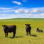 How Cattle Grazing Is Destroying Clean Water and Native Wildlife Habitats