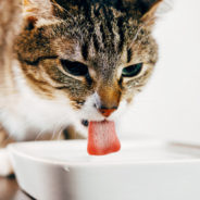 How dehydration can lead to kidney problems in cats