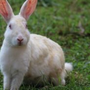 Human Works Hard to Give Bunny with Arthritis a Good Life