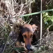 Injured Dog Jumps Into Ambulance And Begs For Help