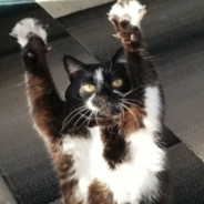 Keys The Cat Throws Her Paws In The Air And No One Knows Why