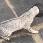 Kind Stranger Frees Cat With Pot Stuck On Its Head